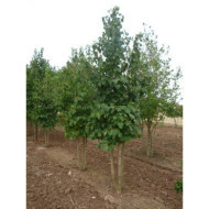 Corylus colurna