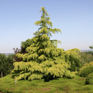 Cedrus deodara 'Aurea'