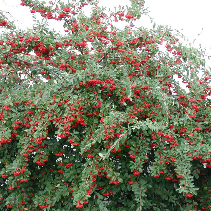 Cotoneaster lacteus