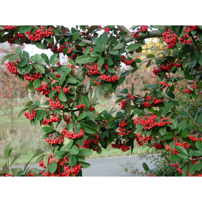 Cotoneaster lacteus