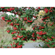 Cotoneaster lacteus