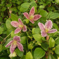 Clematis cirrhosa 'Freckles'