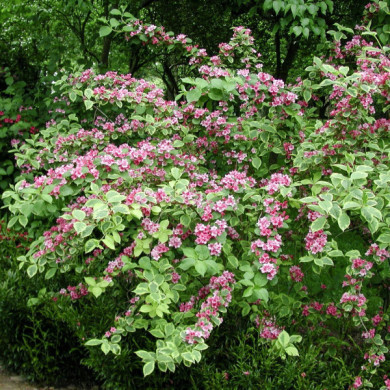 Weigela 'Kosteriana Variegata '
