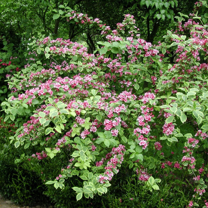 Weigela 'Kosteriana Variegata '
