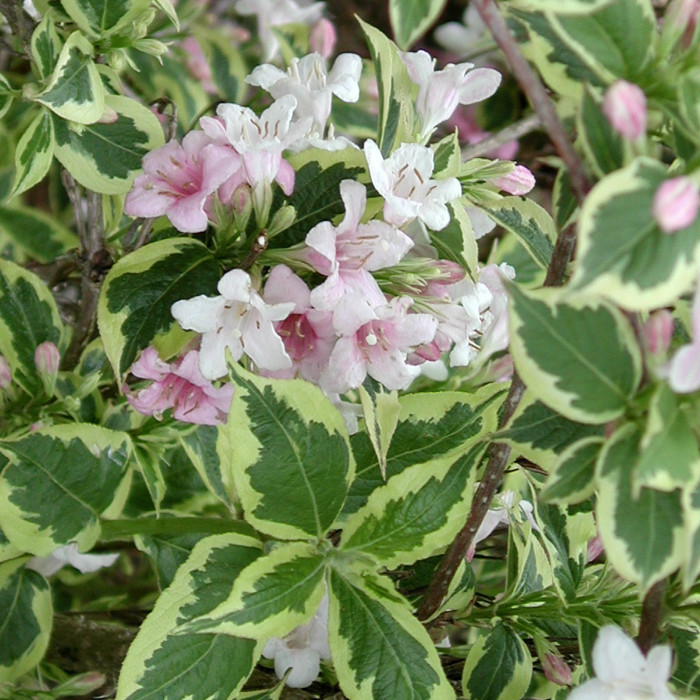 Weigela 'Kosteriana Variegata '