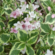 Weigela 'Kosteriana Variegata '