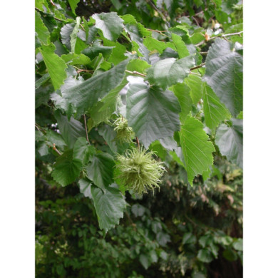 Corylus colurna