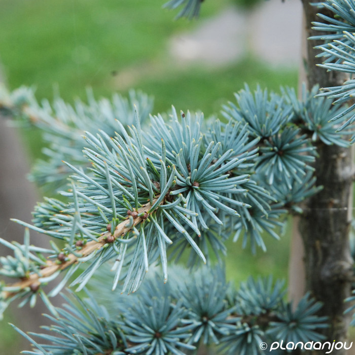 Cedrus libani Glauca Group