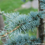 Cedrus libani Glauca Group