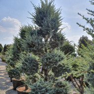 Cedrus libani Glauca Group