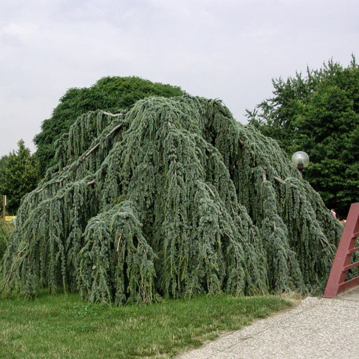 Cedrus libani 'Glauca Pendula'