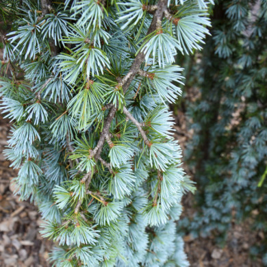 Cedrus libani 'Glauca Pendula'