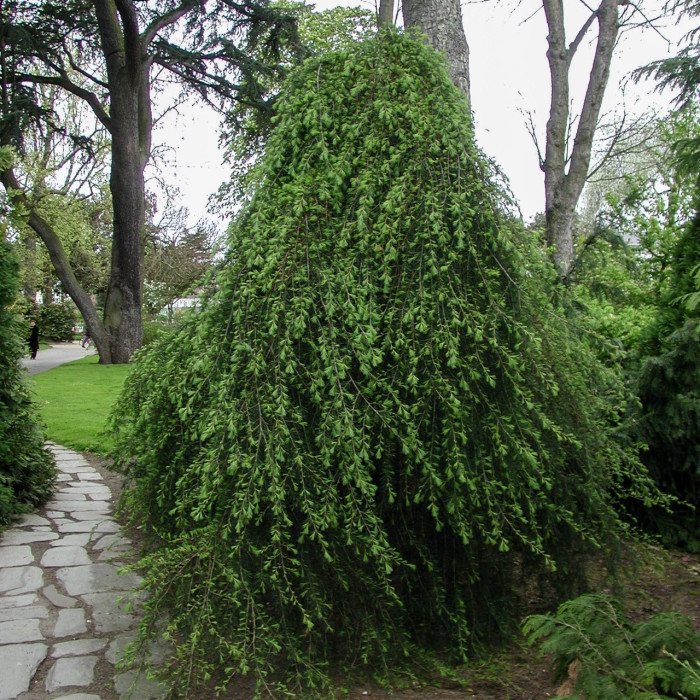 Cedrus libani 'Glauca Pendula'