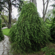 Cedrus libani 'Glauca Pendula'