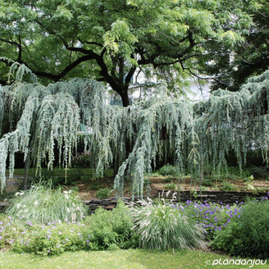Cedrus libani 'Glauca Pendula'