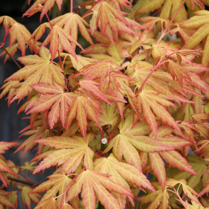 Acer palmatum 'Orange Dream'