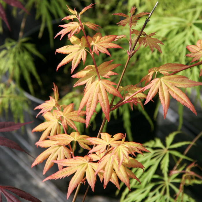 Acer palmatum 'Orange Dream'