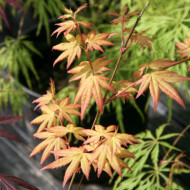 Acer palmatum 'Orange Dream'