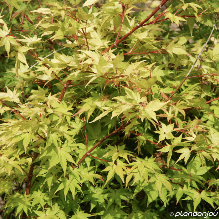Acer palmatum 'Orange Dream'