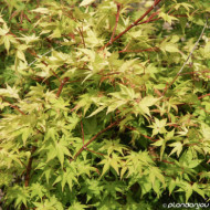 Acer palmatum 'Orange Dream'