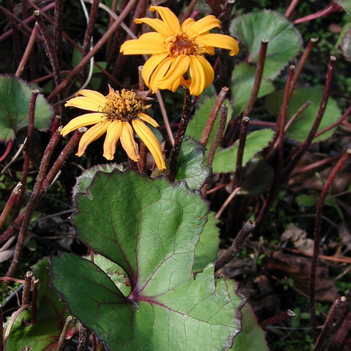 Ligularia dentata 'Desdemona'