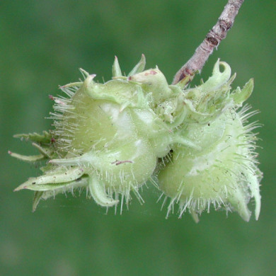 Corylus colurna