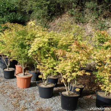 Acer palmatum 'Orange Dream'