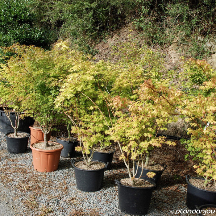 Acer palmatum 'Orange Dream'