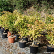 Acer palmatum 'Orange Dream'