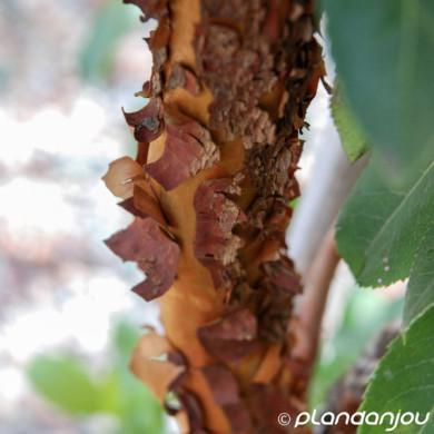 Arbutus x andrachnoides
