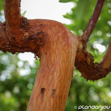 Arbutus x andrachnoides