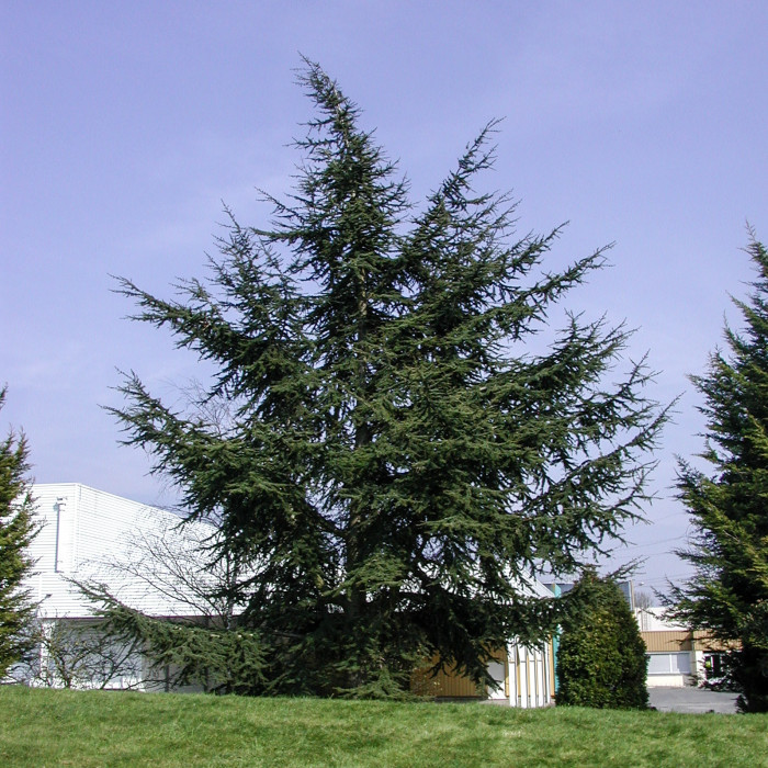 Cedrus libani subsp. atlantica