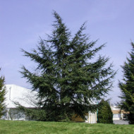 Cedrus libani subsp. atlantica
