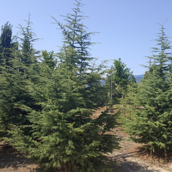 Cedrus libani subsp. atlantica