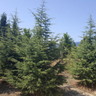 Cedrus libani subsp. atlantica