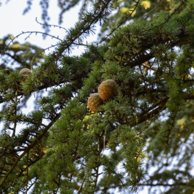 Cedrus libani subsp. atlantica