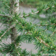 Cedrus libani
