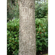 Corylus colurna