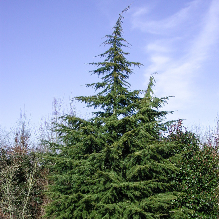 Cedrus libani