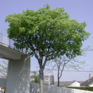 Celtis australis