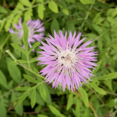 Centaurea dealbata