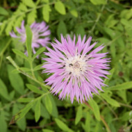 Centaurea dealbata