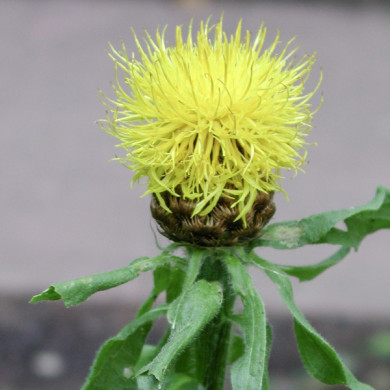 Centaurea macrocephala