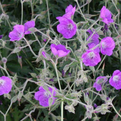 Geranium 'Brookside'