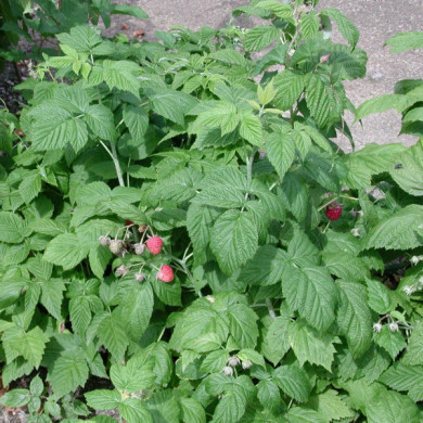 Framboisier 'Malling Promise'