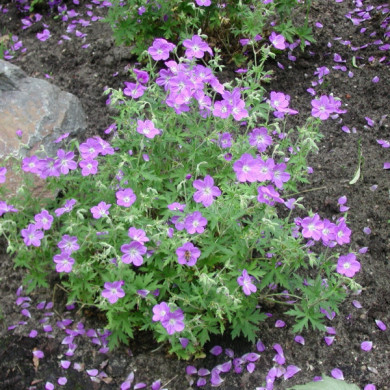 Geranium 'Brookside'