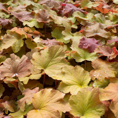 Heuchera Caramel®