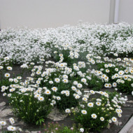 Cerastium tomentosum