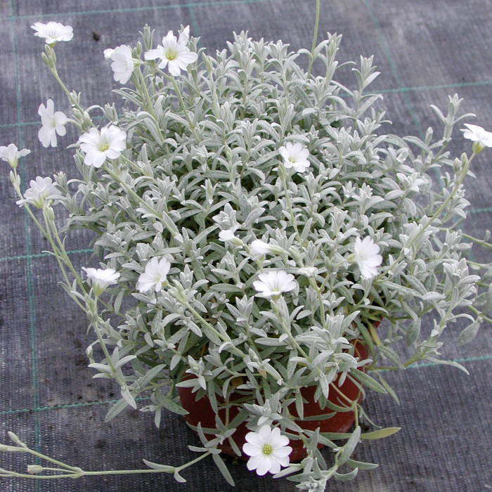 Cerastium tomentosum