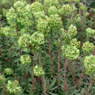 Euphorbia x martini